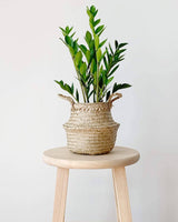 Small Handwoven Seagrass Tabletop Belly Basket - ourCommonplace